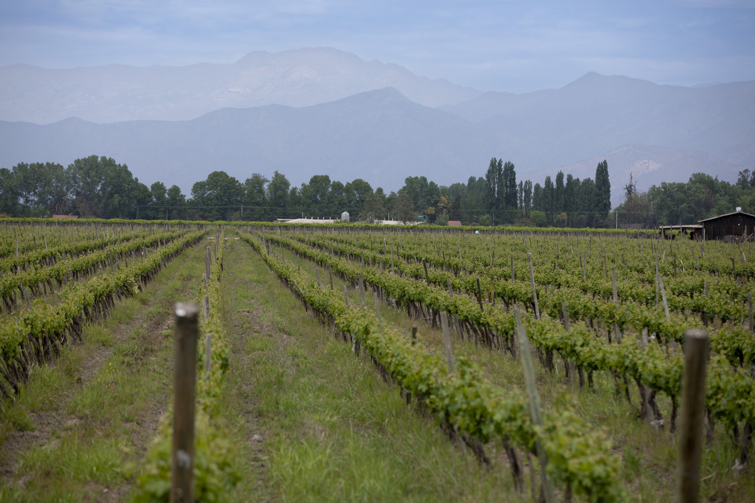 Viñedos en producción y la cordillera al fondo
